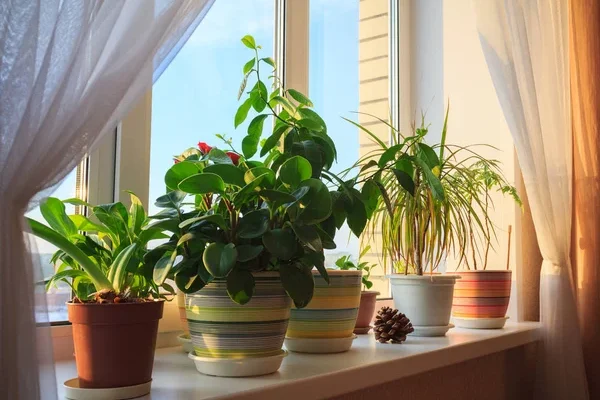 Mastering Indoor Gardening How to Optimize Plant Growth with Grow Lights